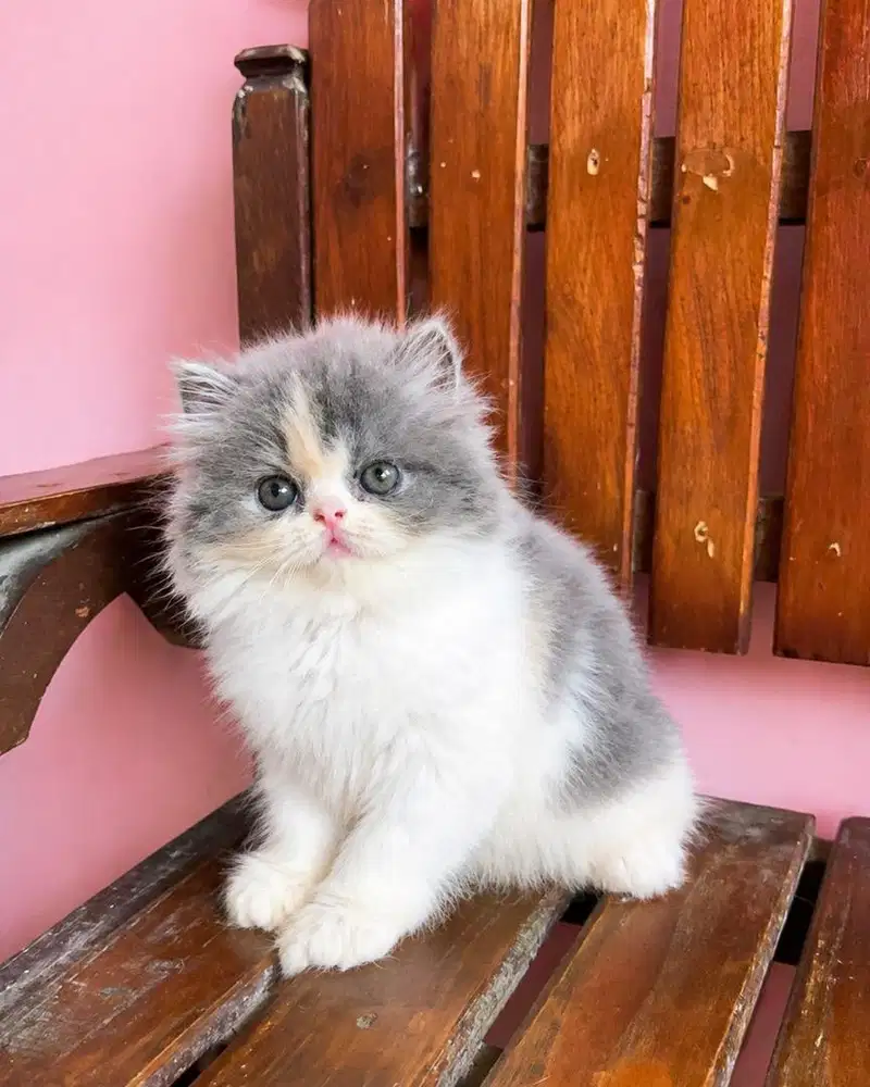 KITTEN PERSIAN PEAKNOSE LONGHAIR BULU KAPAS