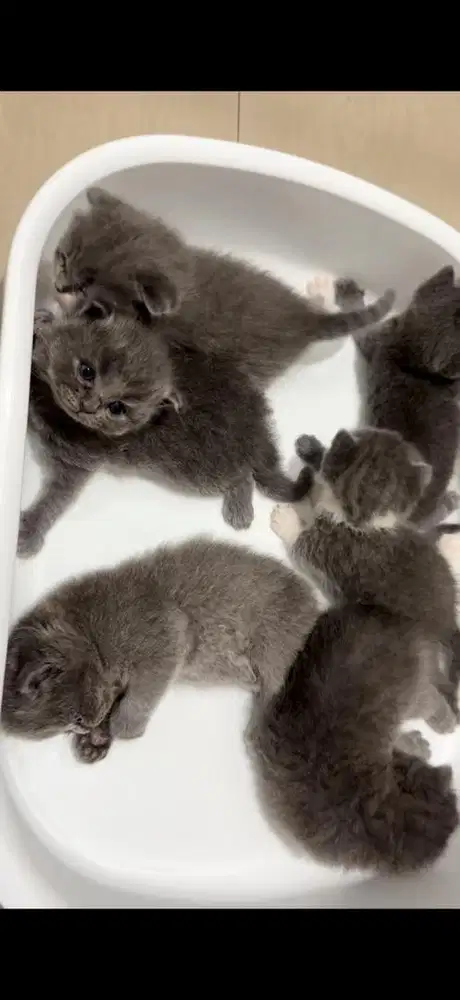 Kucing BSH jantan dan betina