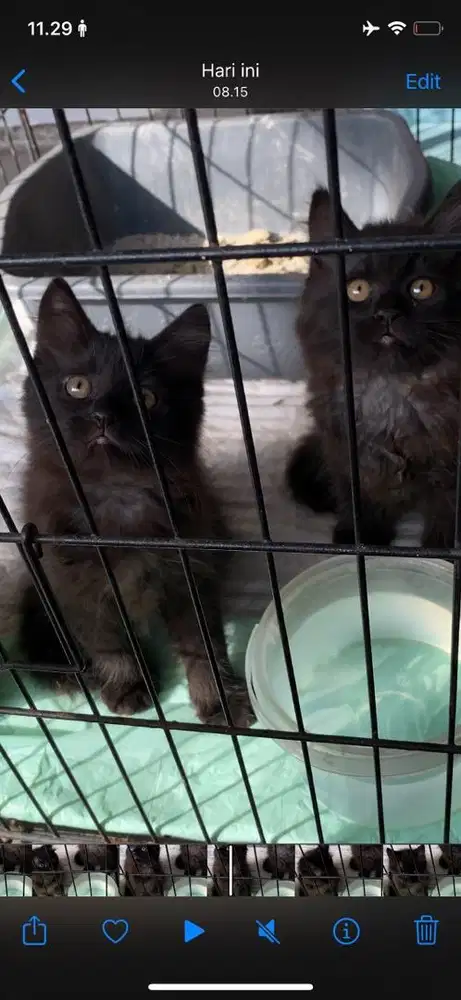 kitten persian longhair bulu kapas