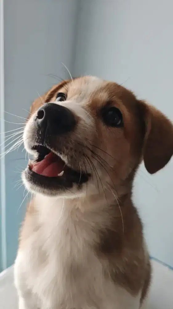 ANJING LABRADOR MIX HUSKY