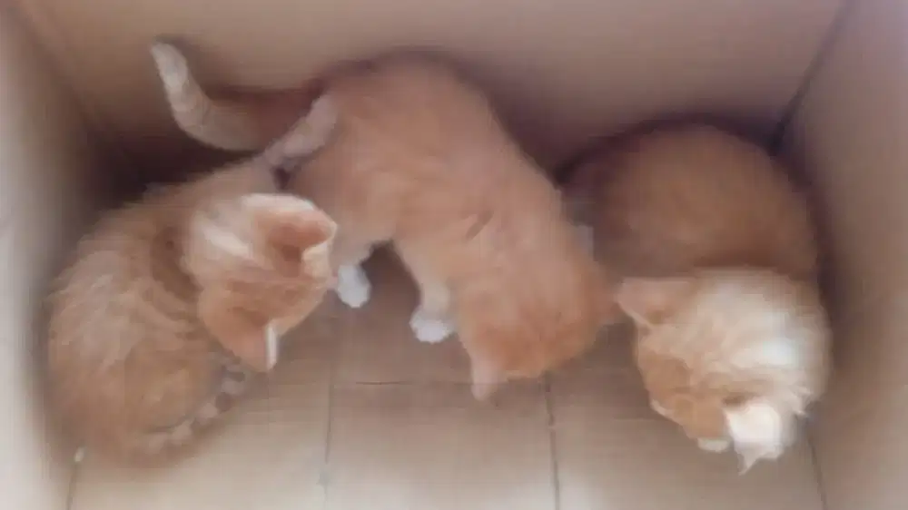 Dijual karena pindahan rumah