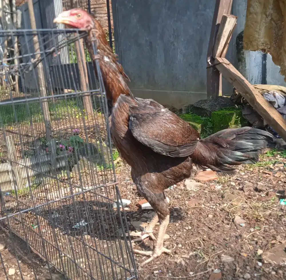 Ayam bangkok tinggi besar
