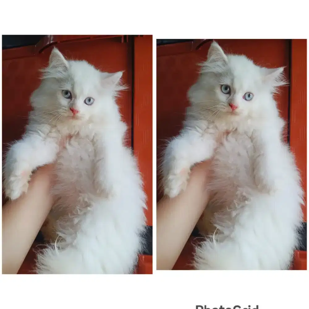 Kucing kitten persia