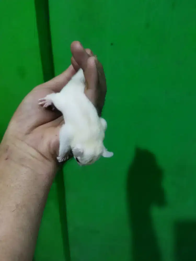 sugar gkider creamoz jantan