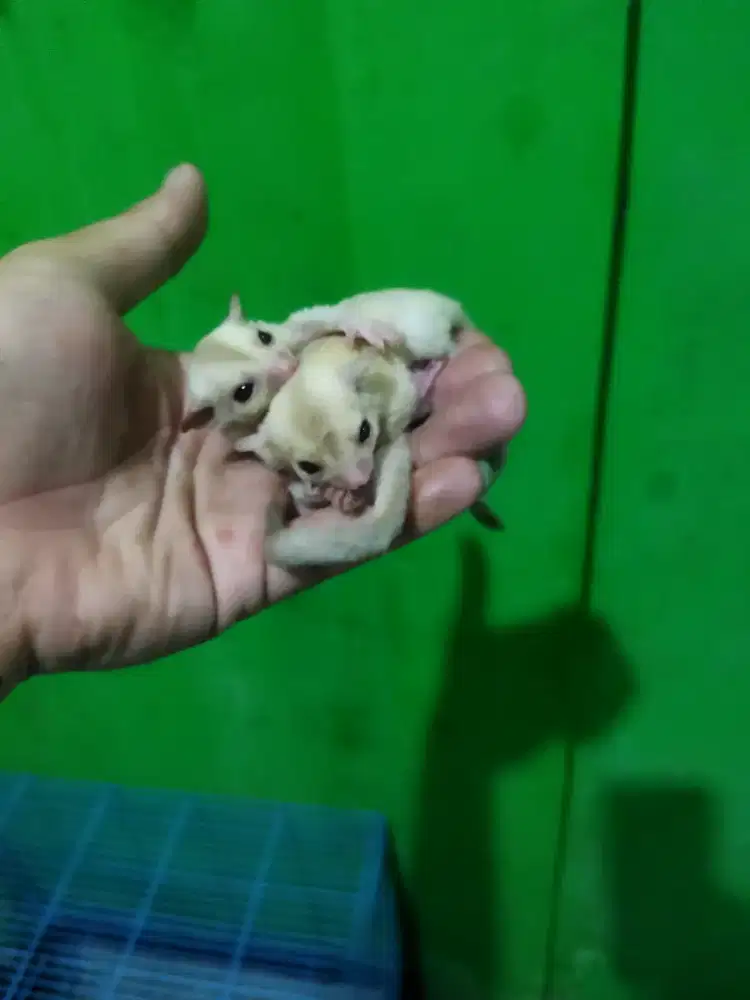 sugar glider creamino jantan dan betina