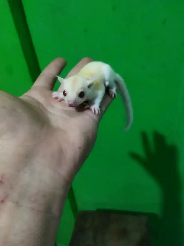 sugar glider creamoz jantan