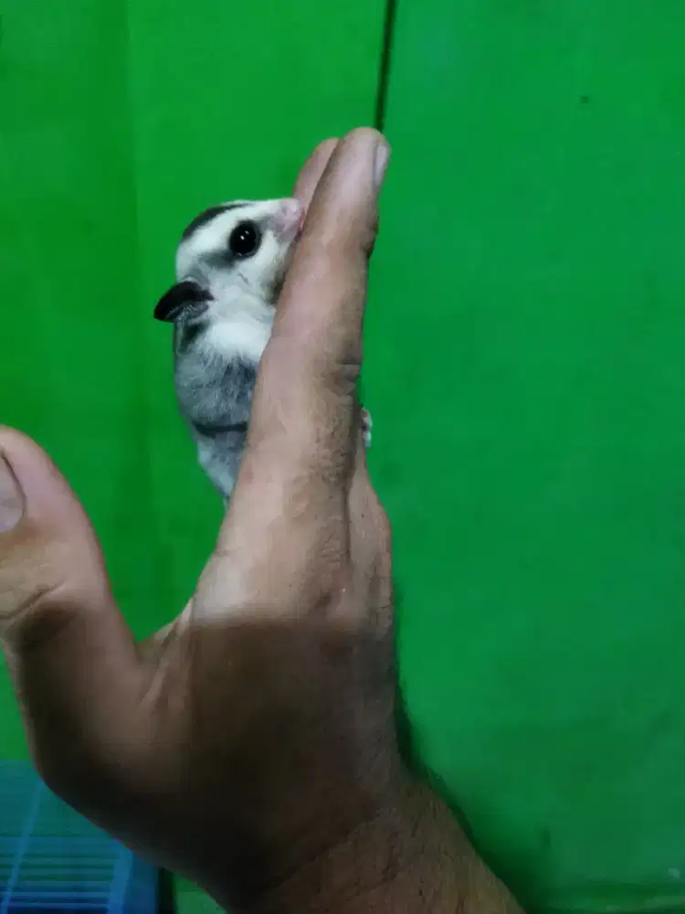 sugar glider white face jantan