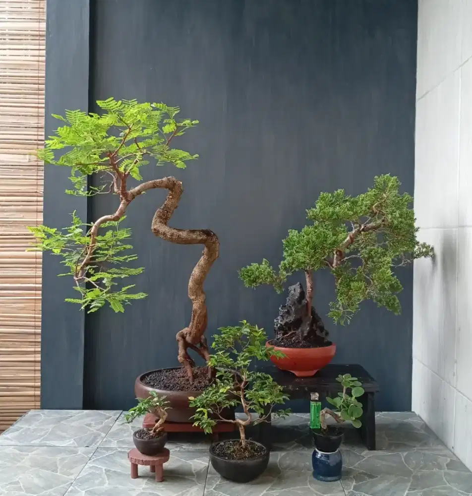 5 pot bonsai murah siap pajang