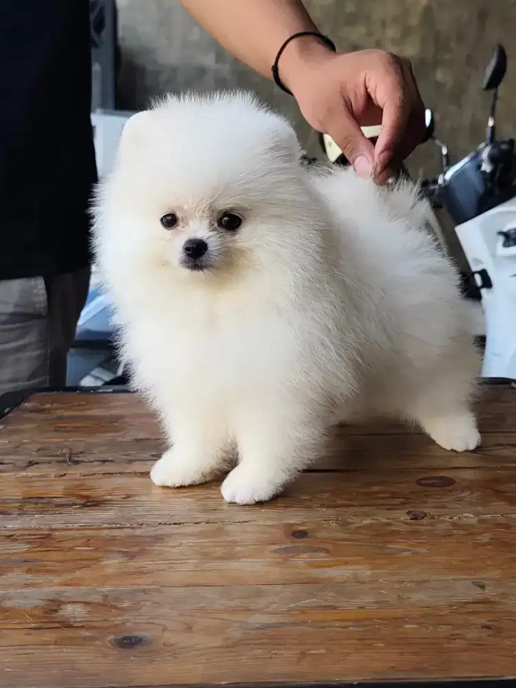 Pomeranian Jantan
