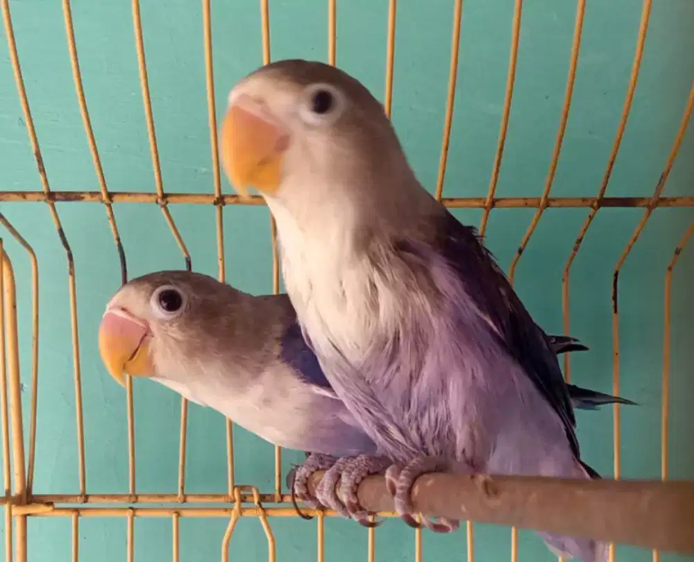 Sepasang lovebird violet