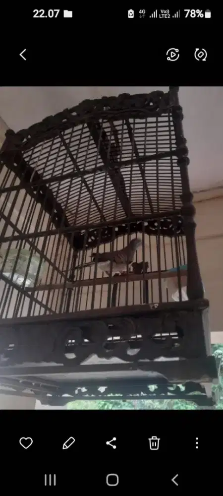 Perkutut lokal gacor