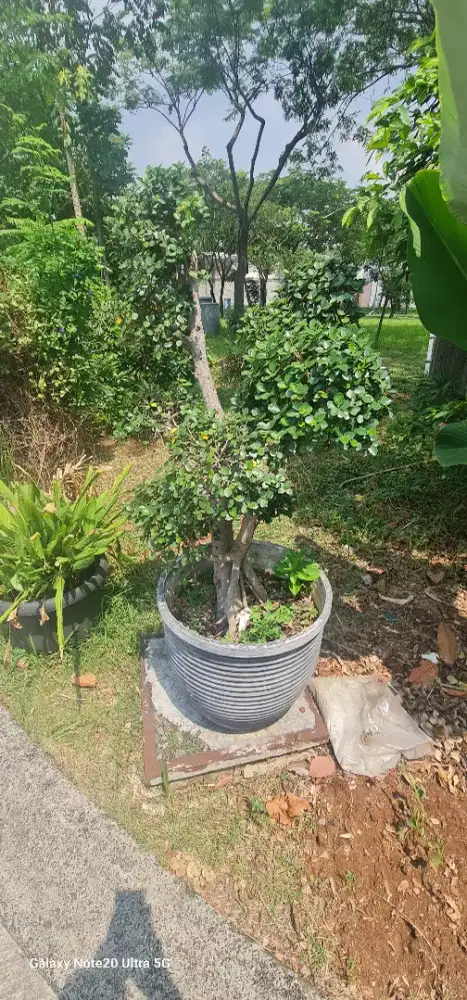 Jual bonsai karena bosan