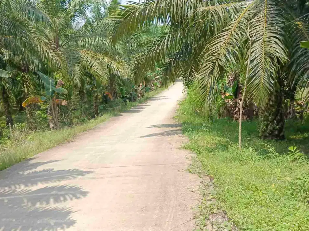 Bismillah dijual Kebun sawit termurah Sepan IKN 4.2 Ha 25 menit menuju ISTANA NEGARA