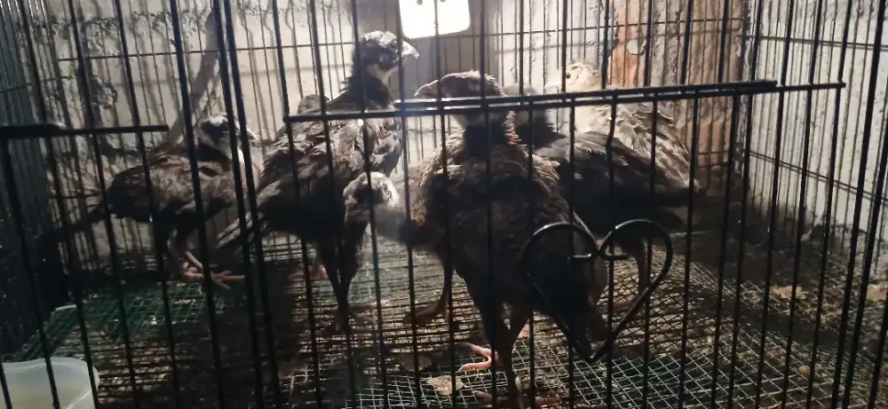 Ayam hias ring meck pheasant hijau