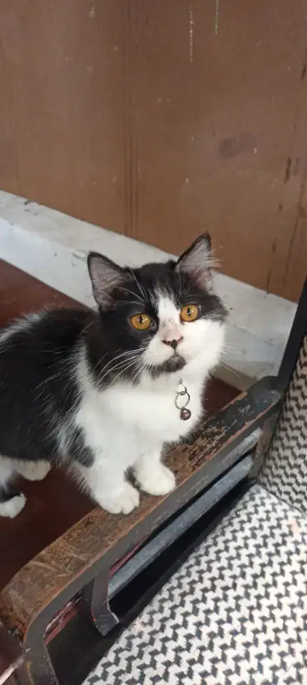 JUAL KUCING RAS RAGDOLL