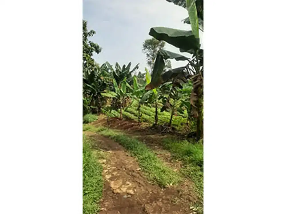 Tanah Dijual Jl Pemda Depok, Sawangan Luas 11.000m2, SHM