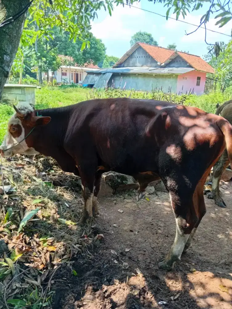 jual sapi lemorsir
