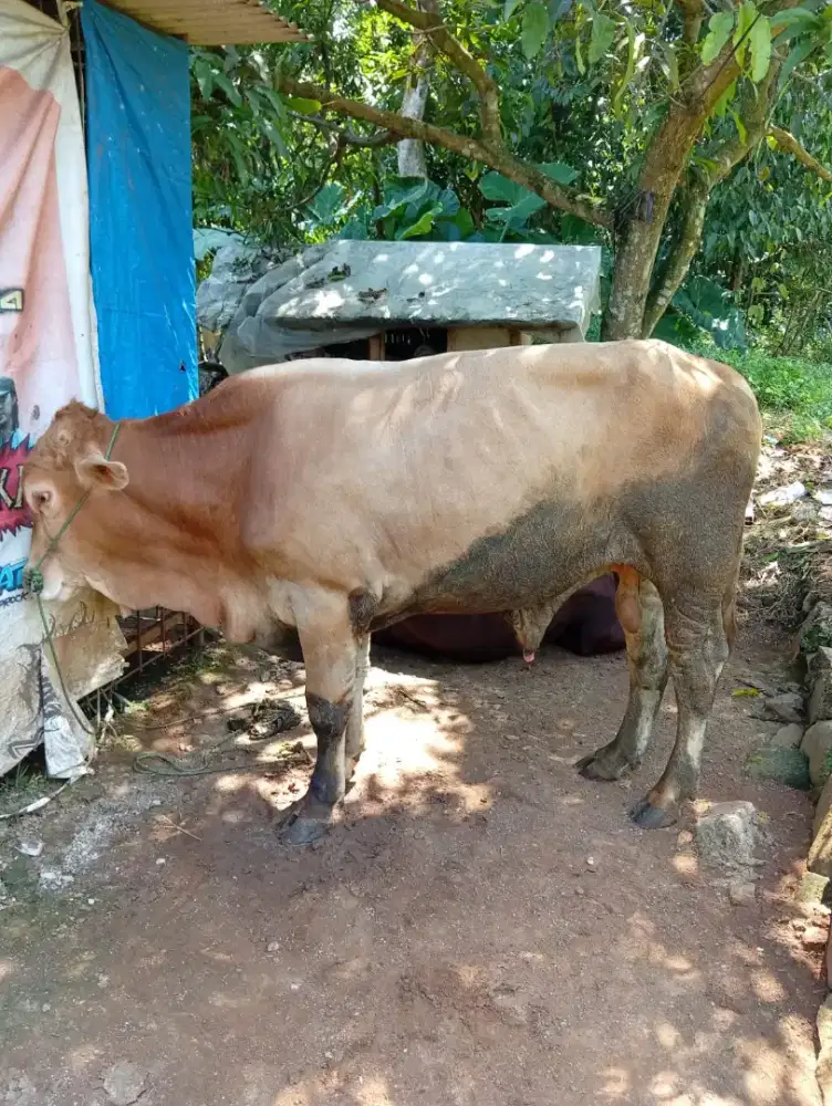 jual sapi lemorsir
