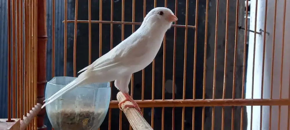 Kenari betina siapan