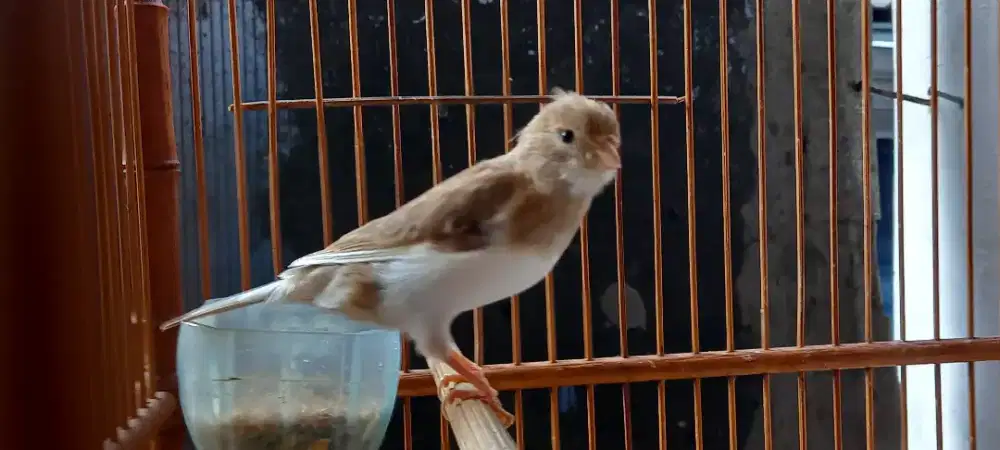 Kenari betina siapan