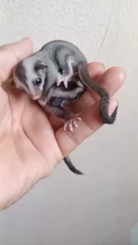 SUGAR GLIDER CG HET CARAMEL