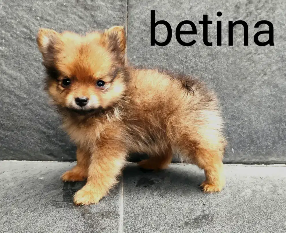 anakan minipom teacup size betina