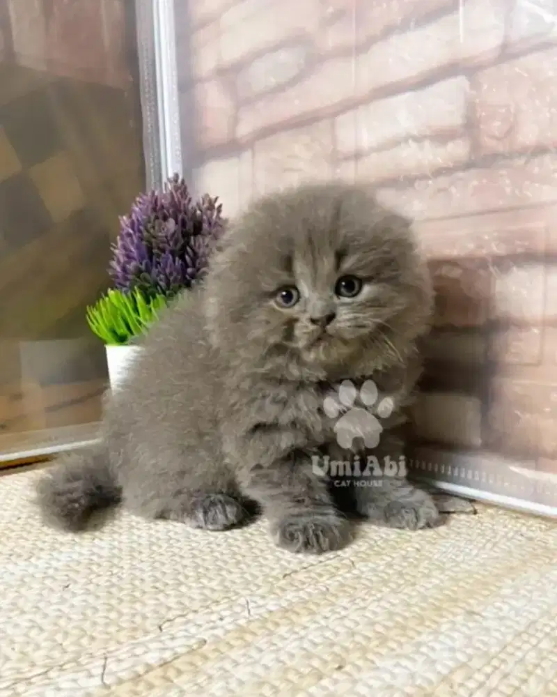 Kitten gaelic gemoy