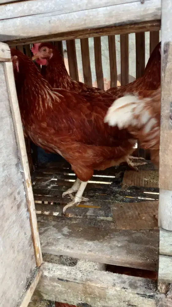 MENJUAL AYAM PETELUR