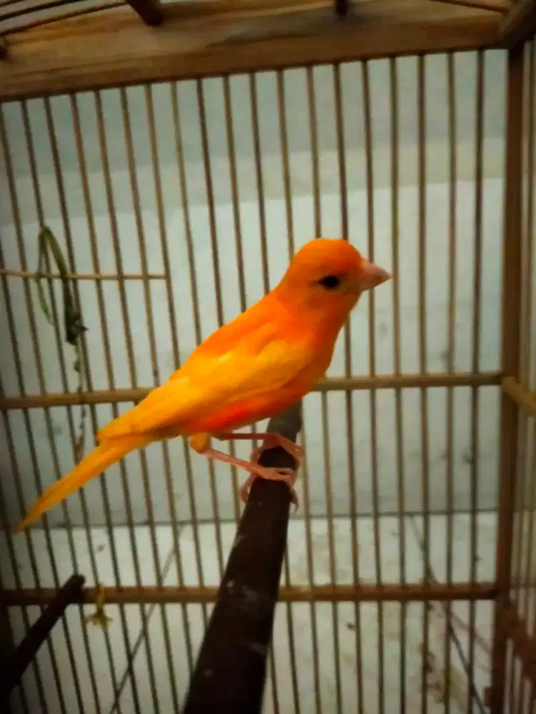 Burung kenari merlok paud/anak jantan