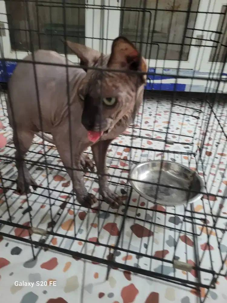 Wts sphynx sepasang