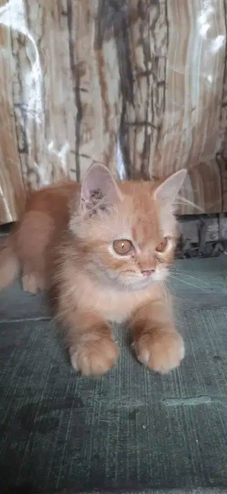 Kitten jantan 3.5bulan manja