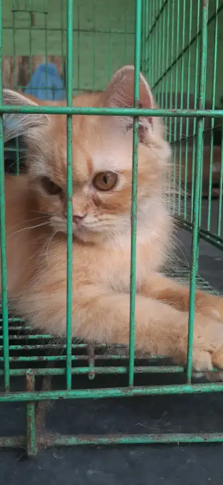 Kitten Jantan 3.5 bulan manja