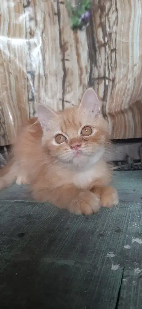 Kitten Jantan flatnose