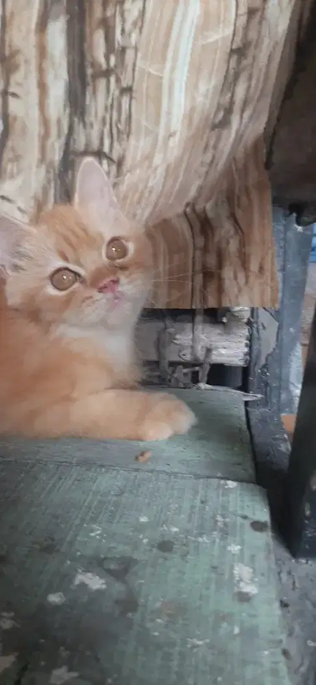 Kiten Jantan 3.5 bulan