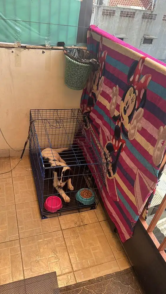 OPEN ADOPSI 2 anjing medium FREE