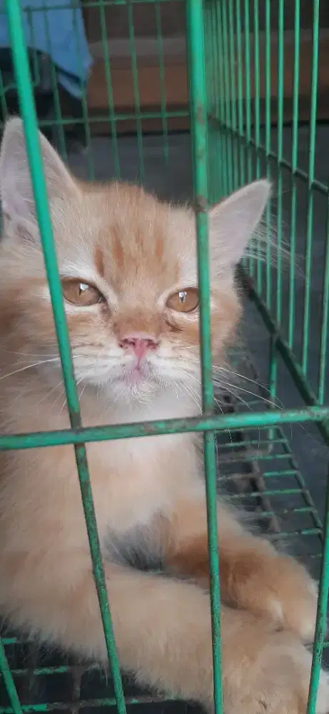Kitten Jantan 3.5 bulan