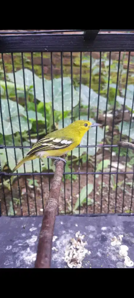 Burung sirtu atau cipow