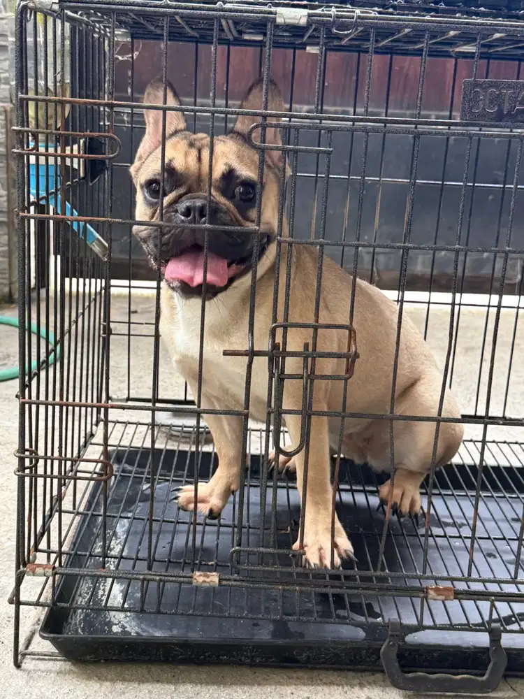 French Bulldog Betina