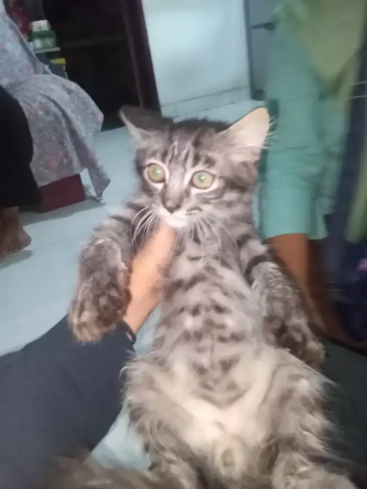 @kitten Persia Minchkin