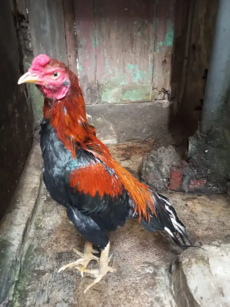 Ayam Bangkok Plaker Silangan Mangon