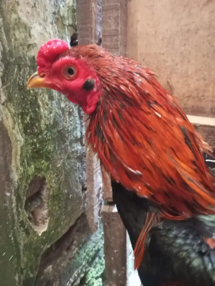 Ayam Bangkok Plaker Silangan Mangon
