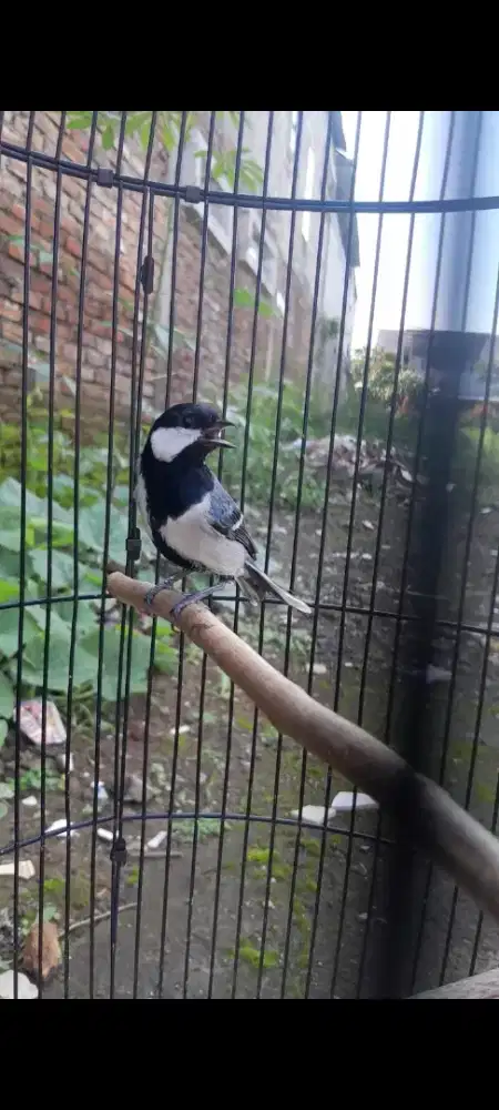 Burung glatik batu lokalan