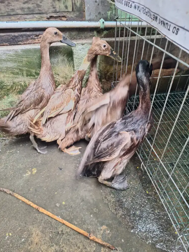 Jual bebek telor hidup