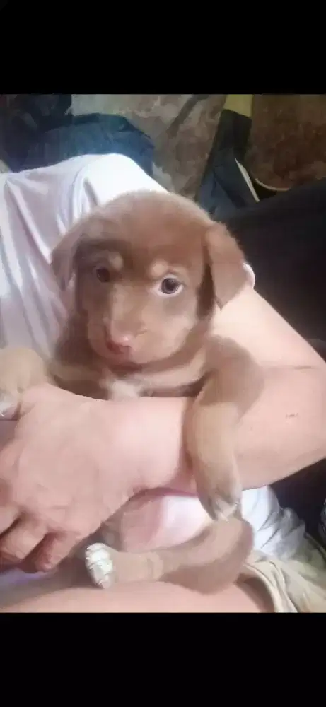 Anak anjing mix golden