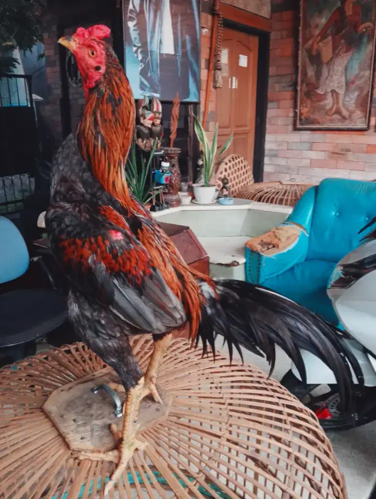 Ayam Bangkok Clasik