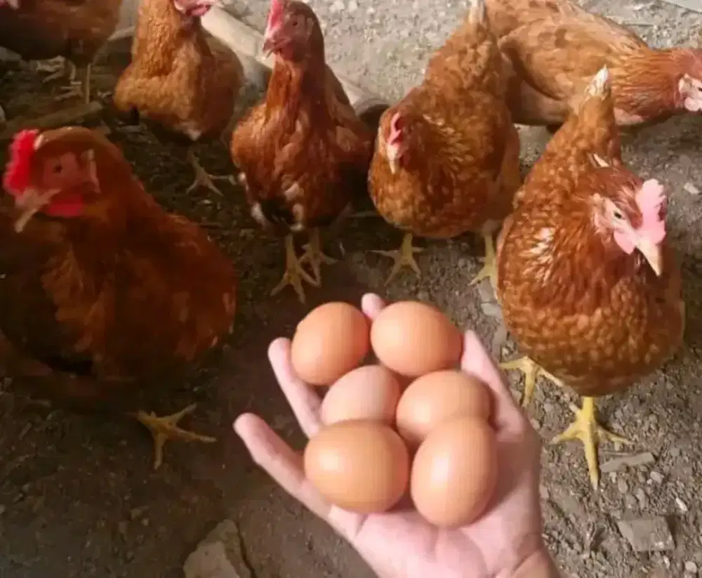 Ayam petelur muda umur 20/21 Minggu 
Lokasi Bogor