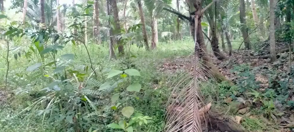 Jual Tanah murah di Krembangan panjatan Kulon Progo