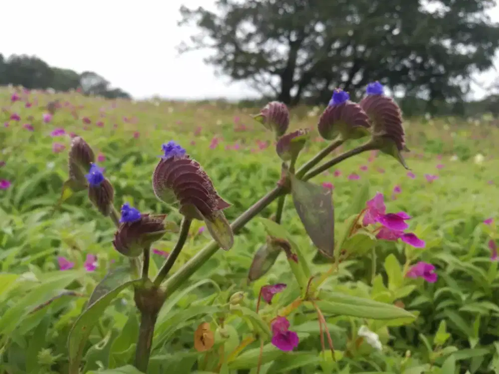 Lowongan Kerja Sales