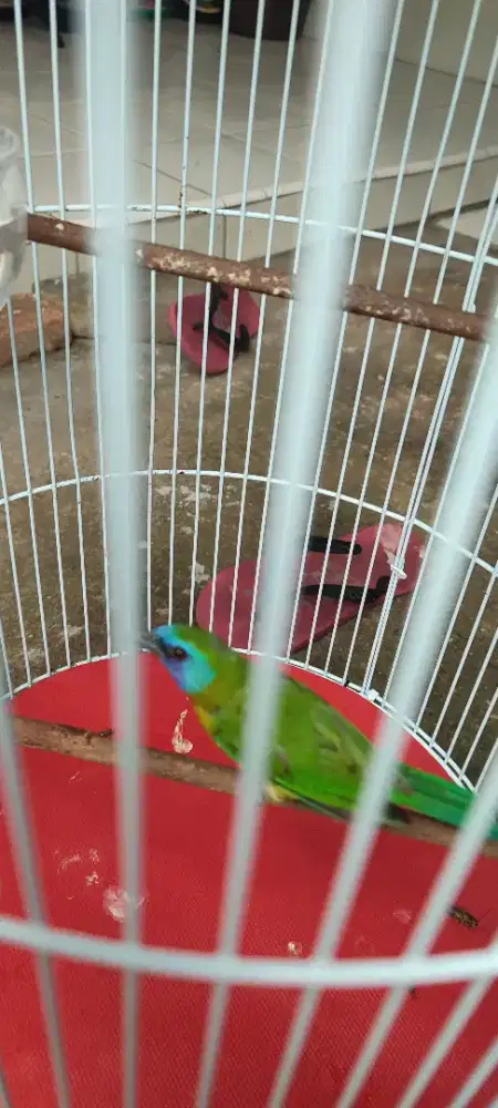 burung peliharaan rawatan cucqk kinoi