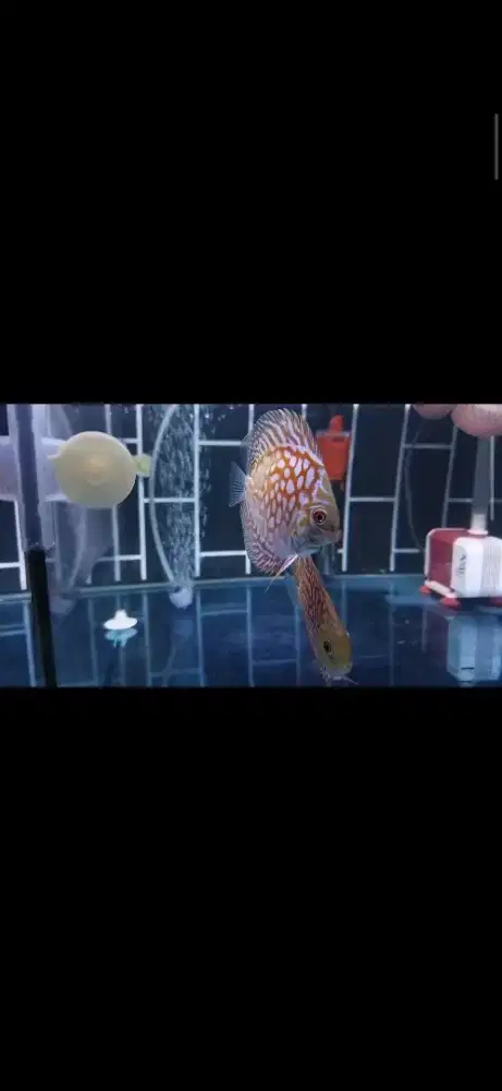 Discus piegeon ckb murmer